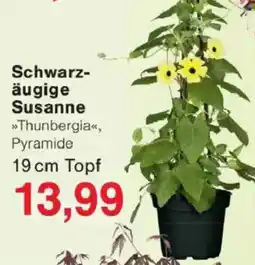 Jawoll Schwarzäugige Susanne Angebot