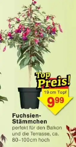 Jawoll Fuchsien Stämmchen Angebot