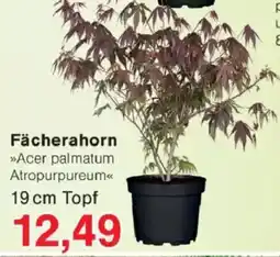 Jawoll Fächerahorn Angebot
