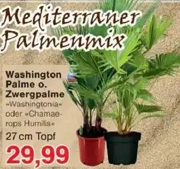 Jawoll Washington Palme o. Zwergpalme Angebot