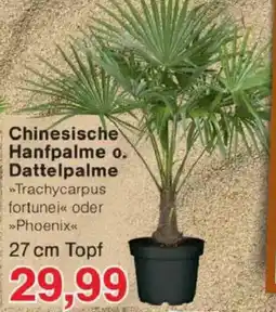 Jawoll Chinesische Hanfpalme o. Dattelpalme Angebot