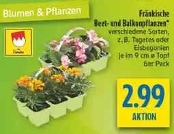 diska Fränkische Beet-und Balkonpflanzen Angebot