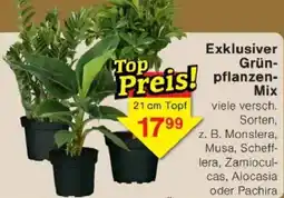 Jawoll Exklusiver Grünpflanzen Mix Angebot