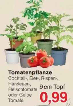 Jawoll Tomatenpflanze Angebot