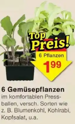 Jawoll 6 Gemüsepflanzen Angebot
