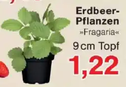 Jawoll Erdbeer -Pflanzen Angebot