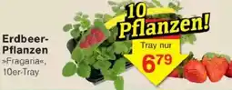 Jawoll Erdbeer- Pflanzen Angebot