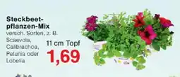 Jawoll Steckbeet- pflanzen-Mix Angebot