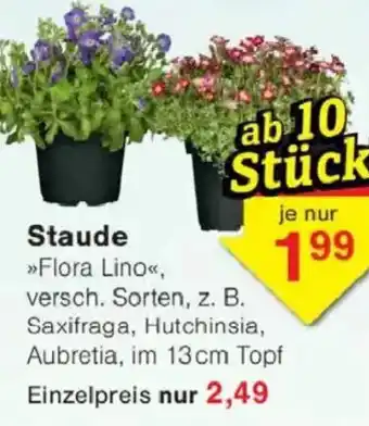 Jawoll Staude Angebot