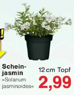 Jawoll Scheinjasmin Angebot