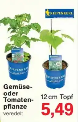 Jawoll Gemüse- oder Tomatenpflanze Angebot
