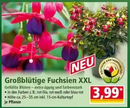 Norma Großblütige Fuchsien XXL Angebot