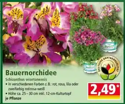 Norma Bauernorchidee Angebot