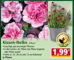 Norma Kissen-Nelke „Pillow“ Angebot
