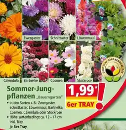 Norma Sommer-Jungpflanzen „Bauerngarten“ Angebot
