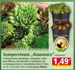 Norma Sempervivum „Hauswurz“ Angebot