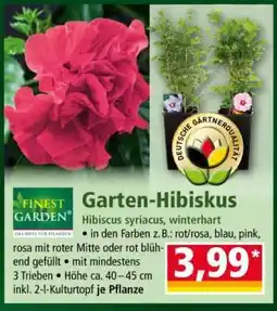 Norma Garten-Hibiskus Angebot