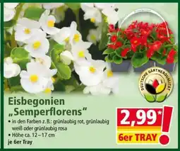 Norma Eisbegonien „Semperflorens“ Angebot