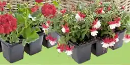 Thomas Philipps Fuchsien Angebot