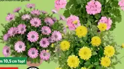 Thomas Philipps Beet- und Balkonpflanzen Angebot