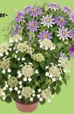 Thomas Philipps Passionsblume Angebot