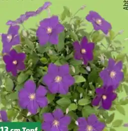 Thomas Philipps Clematis XXL Angebot