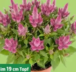 Thomas Philipps Brandschopf Angebot