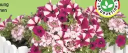 Thomas Philipps Confetti Garden Angebot
