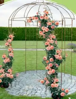 Thomas Philipps Rosenpavillon Angebot