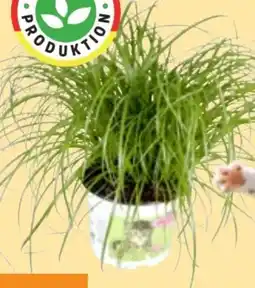 Thomas Philipps Katzengras Angebot