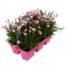 toom Baumarkt Nelke Peach Party Angebot