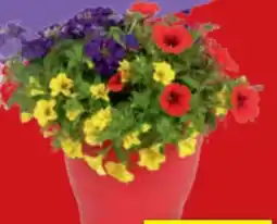 toom Baumarkt Garden Mix Trio Confetti Angebot
