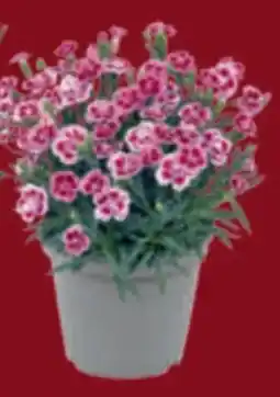 toom Baumarkt Nelken Pink Kisses Angebot