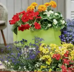toom Baumarkt Sommerblumen Angebot