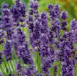 toom Baumarkt Lavendel Angebot