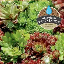 toom Baumarkt Hauswurz Angebot