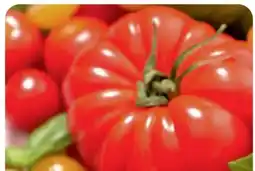 B1 Discount Baumarkt Veredelte Tomaten Angebot