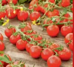 toom Baumarkt Tomaten-Pflanzen Angebot