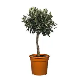 toom Baumarkt Olivenstämmchen Angebot