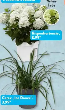 Aldi Süd Gardenline Garten-Festival Angebot
