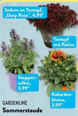 Aldi Süd Gardenline Sommerstaude Angebot