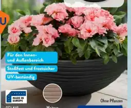 Aldi Süd Belavi Pflanzschale Angebot