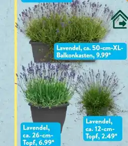Aldi Süd Gärtners Schätze Lavendelpflanzen Angebot