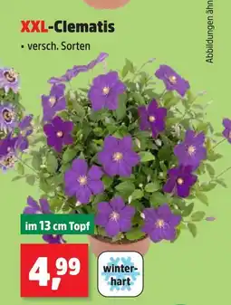 Thomas Philipps Xxl-clematis Angebot