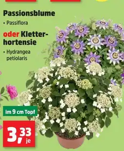 Thomas Philipps Passionsblume oder kletter- hortensie Angebot