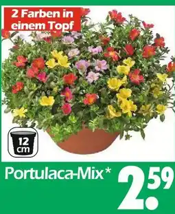 Wreesmann Portulaca-mix Angebot