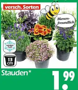 Wreesmann Stauden Angebot