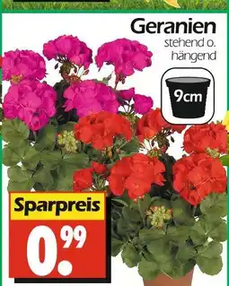 Wreesmann Geranien Angebot