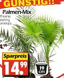 Wreesmann Palmen-mix Angebot