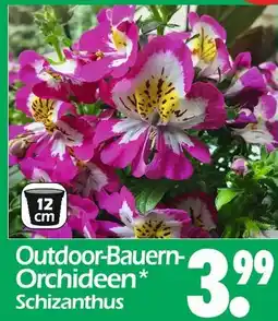 Wreesmann Outdoor-bauern-orchideen schizanthus Angebot